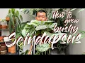 How to Grow Pot Of Scindapsus OR Pothos Epipremnum And Trailing Philodendrons