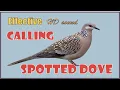 Spotted doves calling! Very effective HD sound (pantawag para lumapit ang bato-bato)
