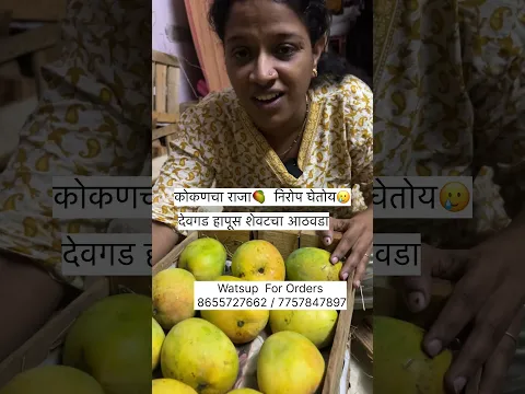 देवगड हापूस आता मिळणार एकच आठवडा 🥲 कोकणचा राजा निरोप घेतोय 😭 कोमल ताईचा व्यवसाय ✌️
