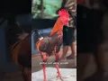 Birma original super mewah pintar cari uang sendiri