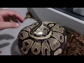 Ball python Maternal Incubation from beginning to end