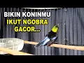 Download Lagu KONIN GACOR NGOBRA SUARA KERAS || COCOK UNTUK PANCINGAN KOLIBRI NINJA BAHAN CEPAT EMOSI BUNYI