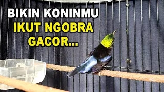 konin gacor ngobra suara keras cocok untuk pancingan kolibri ninja bahan cepat emosi bunyi