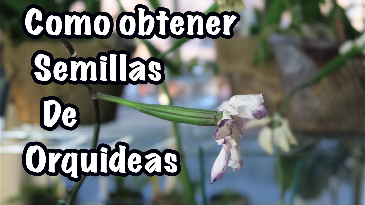 COMO OBTENER SEMILLAS DE ORQUÍDEAS