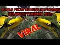 Download Lagu 🔴SUARA PIKAT BURUNG KEPODANG SULAWESI TERBARU 2023