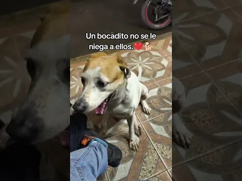Un bocadito para ellos también ❤️ #animals #respect #parati #rescue #dog #short