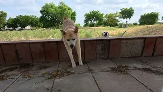 Kaalu Or Roxi | Aaj Sirf Roxi, Radha Sath Me Aaye..
