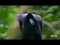 Our Planet | Birds Of Paradise | Exclusive Clip | Netflix