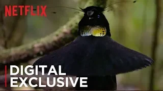 our planet birds of paradise exclusive clip netflix