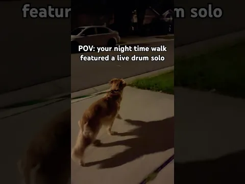 Perks of having a neighbor who drums 🤷🏻‍♀️😅 #goldenretriever #funny #drums #funnydogs