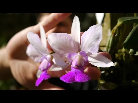 Download MP3 Cattleya walkeriana var. semi-alba - Orchideen Pflege leicht gemacht!