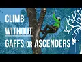 No spikes No ascenders No Problem Use the lanyard crawl Tree climbing method Strider Tree