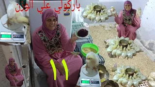 الاعشاب والخلطات الممنوعه في الصيف مكون علي العلف لرفع المناعه وزن الفراخ فرح قلبي الله أكبر 