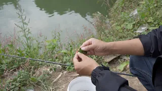 I Found a Secret Bait That Fish Can't Resist!