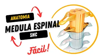 Neuroanatomia - Medula Espinal