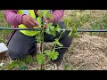 Training Young Vines Part 1