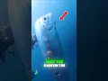 Download Lagu The Oarfish 🐉 Sea Serpent of the Deep