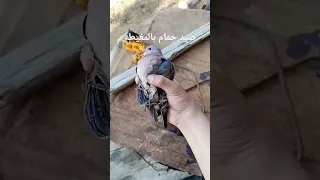 صيد الحمام بالمغيطه صيد طيور 