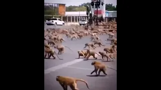 ولعت طوشة كلاب و قرود 