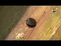 Stop Carpenter Bees Like a Pro DIY Method to Block Holes and Save Your Wood
