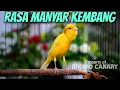 Download Lagu KENARI GACOR LAGU MEWAH isian MANYAR KEMBANG❗PANCINGAN AMPUH BIKIN KENARI PAUD LANGSUNG BUNYI