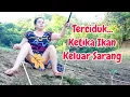 Download Lagu Ikan nya gak nanggung nanggung nongoL  nya....!!!! 