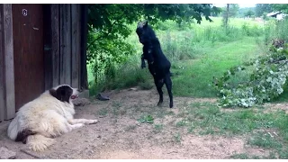 Crazy Goat Annoying The Dog 