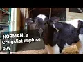 NORMAN A Craigslist impulse buy a bottle baby bull calf