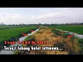 Download Lagu SATU SURO‼️PANEN BELUT-BELUT SAWAH JUMBO