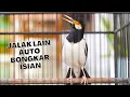 Download Lagu Pancingan Jalak Suren Gacor Full Isian Jadikan Jalak Lain Yang Dengar Auto Emosi Ikut Bongkar Materi