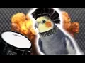 Download Lagu Birb does a Heavy Metal