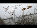 Duck Hunting Public Land For Mallard And Wigeon California refuge