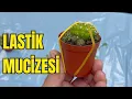 Download Lagu KAKTÜSE LASTİK TAKIN - 10 GÜN SONRA BAKIN NELER OLUYOR ?