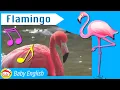 Download Lagu Flamingo | Awesome Animals | Music for Kids