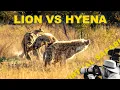 Download Lagu Leeuwen versus hyena's: een brute confrontatie | Virtuele safari #277 🦁🔥