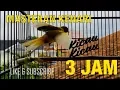 Download Lagu MASTERAN SUARA KENARI GACOR DURASI PANJANG 3 JAM