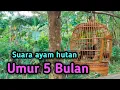 Download Lagu SUARA AYAM HUTAN JANTAN UMUR 5 BULAN