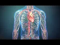 The Science of Nitric Oxide Consumer Health Animation