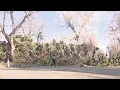 Trees downed in Fort Collins due to strong winds