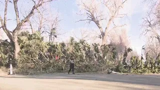 Trees downed in Fort Collins due to strong winds