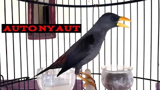 jalak rio rio manggil call di sambung ngeriwik pancingan jalak rio rio agar nyaut dan cepat teler