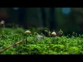 Download Lagu Get relaxed in 30 sec | relax videos | happy beats | soothing music.