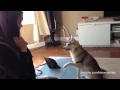 Smartest Mini-Husky Ever