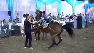 رقص الخيل علي مزمار صعيدي   دندنها
