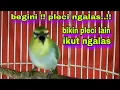 Download Lagu Begini‼️Pleci Ngalas Manggil Pleci Lain