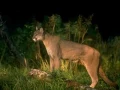 Mountain Lion Biology
