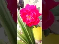 Download Lagu Rose #rose #flowers #pink #garden#homegarden#nature