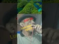 Download Lagu GOYANG ASYIK, SGY 32, LAGU NOSTALGIA RANJAU RANJAU CINTA, JOHAN UNTUNG.