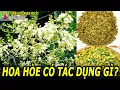Lagu Uống nước hoa hòe có tác dụng gì?