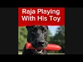 Lagu Raja Playing with His Toy
